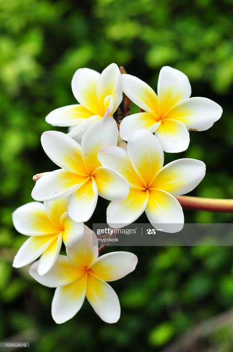 Stock Photo : White plumeria Fiori Frangipani, Flower Wallpapers, Plumeria Flowers, Natural Background, Hawaiian Flowers, Beautiful Flowers Wallpapers, Exotic Flowers, Tropical Garden, Tropical Flowers