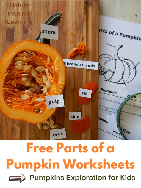 Pumpkin Parts Labeling, Pumpkin Science First Grade, Pumpkin Unit Study 2nd Grade, Pumpkin Labels Free Printable, Pumpkin Homeschool Activities, Pumpkin Nature Study, Anatomy Of A Pumpkin, Pumpkin Science Kindergarten, Pumpkin Worksheets Free Printable