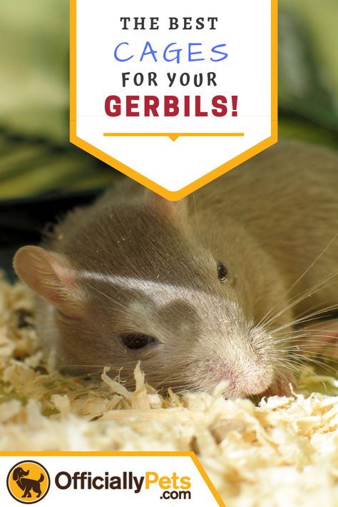 Best Cage For Gerbils- Top Tips And Our Top Choices! | Gerbils are adorable and can make great pets! So it's only fair that we give back to them! A nice comfy and cosy home can help to keep them happy! Check out the best cages for gerbils today! Pet Gerbils, Gerbil Cages, Class Pet, Aqua Culture, Hamster Cages, Pet Tips, Pocket Pet, Cosy Home, Gerbil