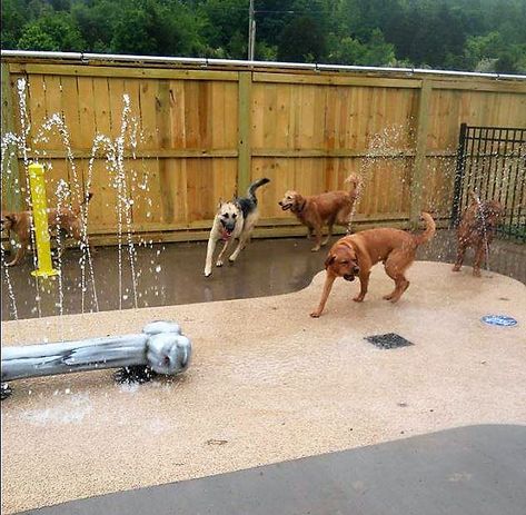 Dog Water Park Ideas, Dog Water Feature, Doggy Daycare Aesthetic, Dog Rescue Facility, Doggie Daycare Ideas, Doggy Daycare Ideas, Dog Daycare Ideas, Dog Facility, Dog Park Design