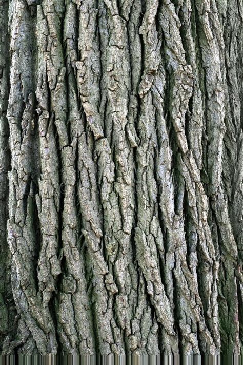 Tree Bark. The coarse texture of a tree's bark , #AFF, #coarse, #Bark, #Tree, #bark, #tree #ad Batang Pohon Art, Brazil Jersey, Wood Tattoo, Tree Texture, Tree Structure, Tree Bark Texture, Dry Tree, Tree Logs, Scary Drawings