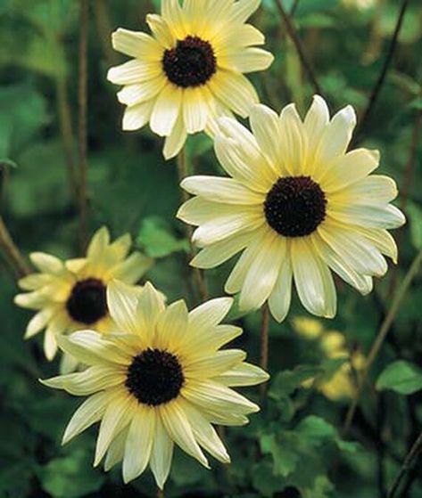 11 Of Our Favorite Sunflower Varieties Light Yellow Flowers, Types Of Sunflowers, Orange Sunflowers, White Sunflowers, Garden Guide, Annual Flowers, Decorative Planters, Growing Seeds, Burpees