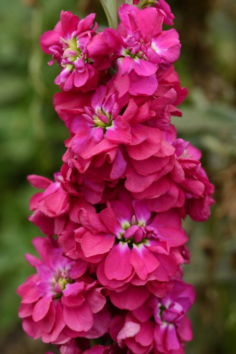 "100 Stock Seeds Matthiola Column American Beauty Matthiola Seeds These stock seeds of the Column American Beauty will make some great cut flowers when grown. Matthiola seeds will grow nice plants for flower arrangements with strong long sturdy stems. The Matthiola Column is a dense, showy spikes of scented, large, double flowers closely spaced on the single stems. Produces approximately 50% double flowering plants. Single-stemmed florist types have dense, showy spikes of scented, large, double Matthiola Incana, Summer Plant, Floral Design Classes, Flower Identification, Stock Flower, Line Flower, Summer Plants, Pink Garden, Late Spring