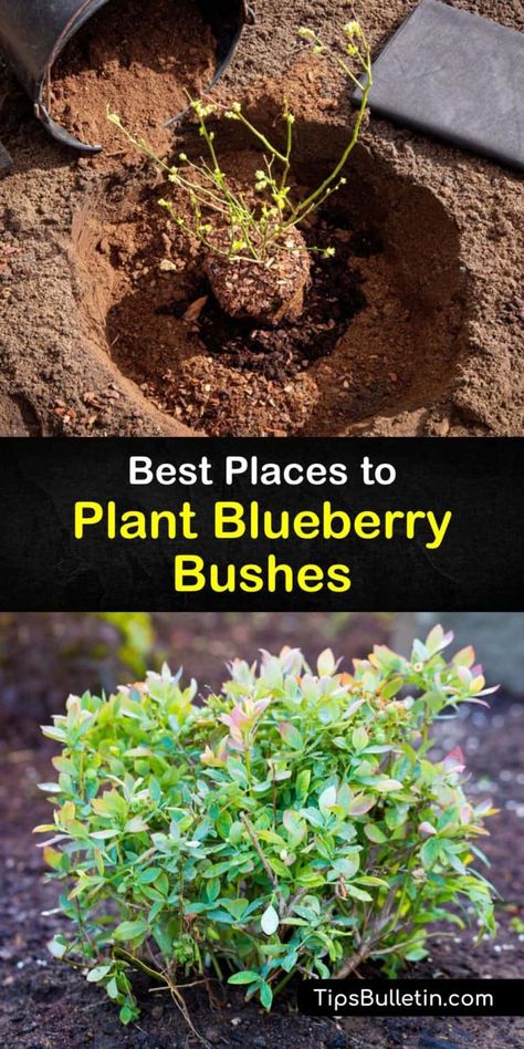 Where to Grow Blueberries - Best Blueberry Plant Locations Blueberry Shrub Garden, Blueberry Landscape Design, Blueberry Bushes In Landscaping, Plant Blueberries From Fruit, When To Plant Blueberry Bushes, Blueberry Soil Prep, Landscaping With Blueberry Bushes, Planting Berry Bushes, Blueberry Planting Ideas