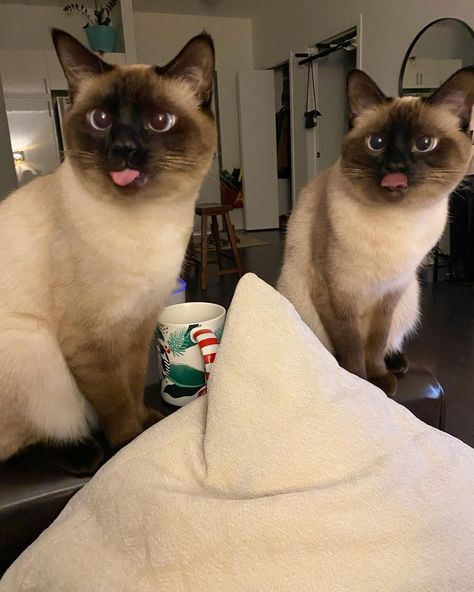 Big Lizard, Seal Point Siamese, Cat Books, Cat Boarding, Cat Aesthetic, Cute Cats And Kittens, Siamese Cats, Cat Life, Diy Stuffed Animals