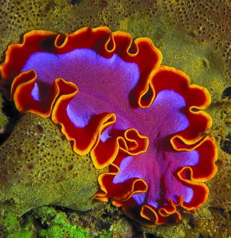 Flatworm Videos | Shape of Life Deep Sea Life, Coral Reef Art, Intro To Art, Marine Plants, Sea Plants, Molluscs, Earth Gift, Marine Fish, Sea Coral