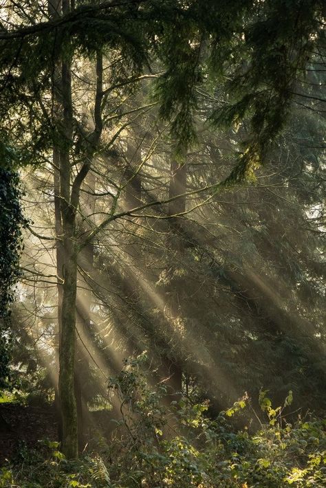 Sunlight Shining Through Trees, Sun Shining Through Forest, Sun Rays Through Trees, Sun Through Trees Aesthetic, Sunlight Through Trees Aesthetic, Arboretum Aesthetic, Sunrise In Forest, Sun Shining Through Trees, Sunlight Through Trees