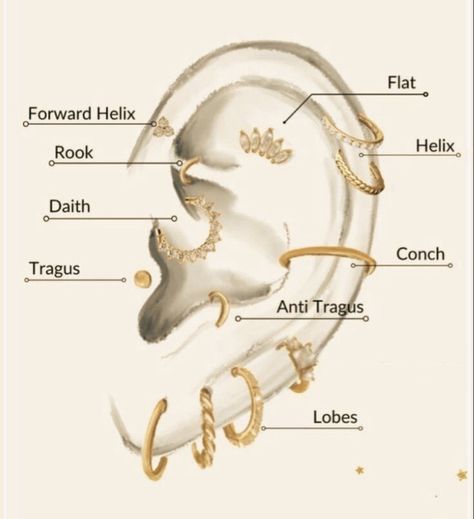 Ear Piercing Diagram Charts, Ear Peirce Chart, All Ear Piercings, Full Ear Piercings, Ear Piercing Names, Ear Anatomy, Ear Peircings, Ear Piercings Chart, Piercing Chart