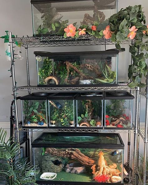 MY BABIES #reptileroom #animalroom #tanks #petenclosure #snakeenclosure #beardeddragons #crestedgeckos # #snakes #reptiles #lizards… Reptile Rack, Terrariums Diy, Snake Terrarium, Snake Enclosure, Snake Tank, Reptile Room, Reptile Tank, Fishing Room, Rabbit Cages