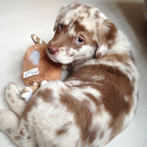 Aussiedor (Australian Shepherd & Lab Mix) Info, Pictures, Facts Australian Shepherd Lab Mix, Perro Cocker Spaniel, Aussie Puppies, Australian Shepherd Puppies, Aussie Dogs, Cute Little Puppies, Dogs Pooping, Italian Greyhound