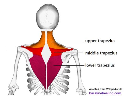 7 Trapezius Stretches: Loosen All Three Trap Muscles Trap Stretches, Trap Muscles, Trapezius Stretch, Trapezius Muscle, Traps Muscle, Muscle Anatomy, Shoulder Injuries, Tension Headache, Poor Posture