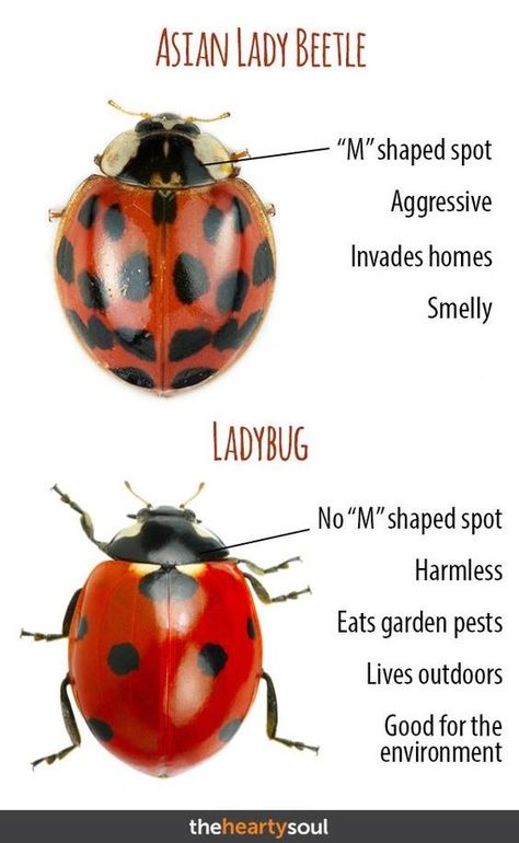 Native vs imported lady bugs.  Ladybug vs Asian Lady Beetle. Asian Beetle, Lady Beetle, Natural Pest Control, Beautiful Bugs, Beneficial Insects, Garden Pests, Bugs And Insects, Lady Bug, Pest Control