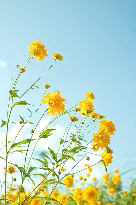 Yellow flowers 1 | Flickr - Photo Sharing! Matka Natura, Colorful Roses, Gambar Figur, Trendy Flowers, Flowers Nature, Beautiful Blooms, Love Flowers, Flower Wallpaper, Flowers Photography