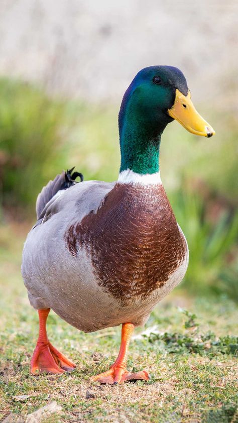 Duck Pic, Pictures Of Ducks, Duck Images, Duck Pics, Aesthetic Bird, Beauty Papers, Raising Ducks, Duck Illustration, Duck Pictures