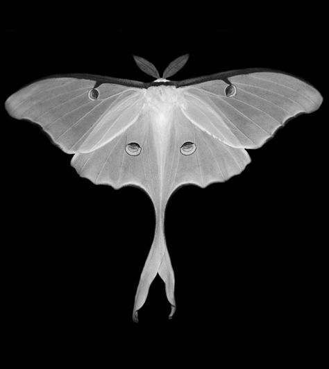 Black and White Luna Moth Tattoo Papillon, Luna Moth Tattoo, White Bird Tattoos, White Moth, Moth Drawing, Cute Moth, Tattoo Thoughts, Lunar Moth, Moth Wings