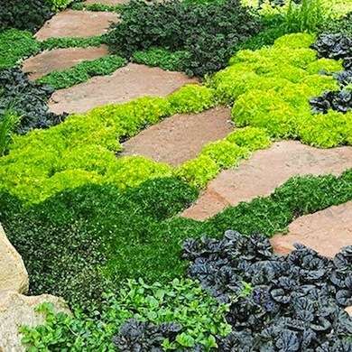 Low Maintenance Backyard, Lawn Alternatives, Desain Lanskap, Plants Growing, Stone Path, Ground Cover Plants, Landscape Designs, Have Inspiration, The Secret Garden