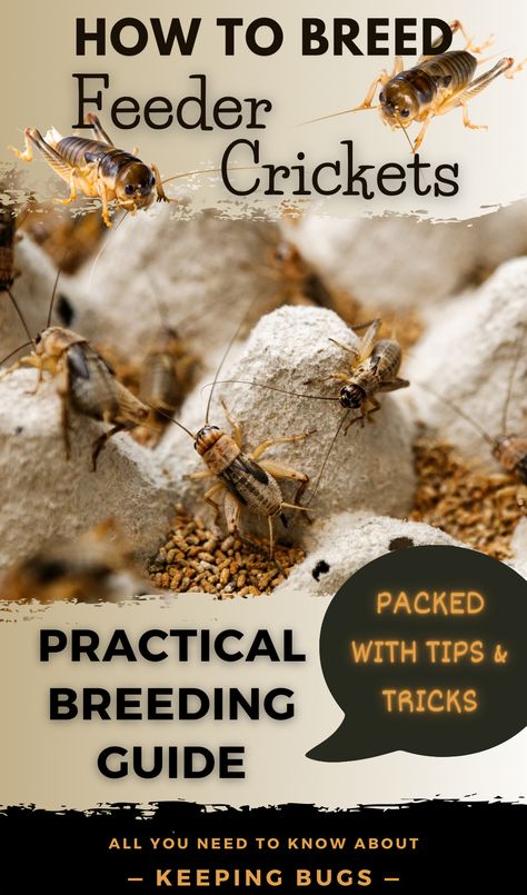 Breeding feeder crickets How To Breed Crickets, Keeping Crickets Alive, Cricket Breeding Setup, Cricket Farming Diy, Diy Cricket Farm, Cricket Enclosure, Breeding Crickets, Raising Crickets, Insect Farming