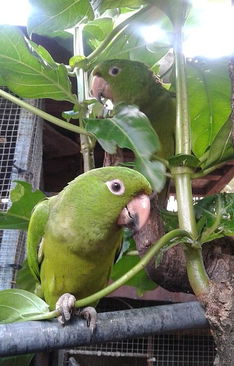 Pacific Conures | Psittacara strenuus Green Parakeet, Screech Owl, World Birds, Kingdom Animalia, Small Insects, Most Beautiful Birds, Rare Birds, Tropical Forest, Small Birds