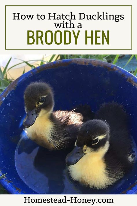 This year, when we wanted to add a few more ducks to our flock, we had the good fortune of learning a trick from our neighbors down the road – hatch ducklings with a broody hen! #hatch #ducklings #ducks #broody #hen #animals #homestead #homesteadinghoney #eggs Hatching Duck Eggs, Duckling Care, Broody Hen, Backyard Ducks, Raising Quail, Duck Coop, Raising Ducks, Chicken Tractors, Backyard Chicken Farming