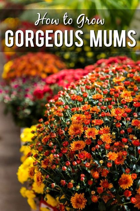 Mum Seeds, Hardy Mums, Potted Mums, Fall Flowers Garden, Planting Mums, Fall Landscaping, Garden Mum, Winter Vegetables Gardening, Fall Mums