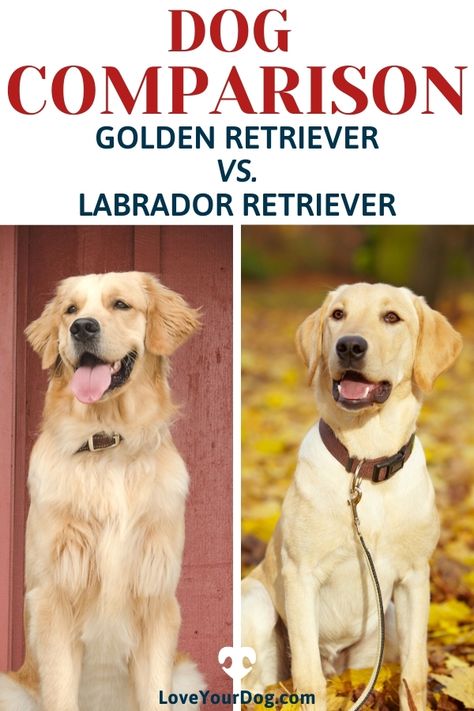 The Golden Retriever and the Labrador Retriever are very similar dogs and at the same time also quite different in many respects. Whether you are here because you are deciding which breed suits you better, or you are simply here to educate yourself, hopefully you will find the information you are looking for! #LoveYourDog #GoldenRetriever #LabradorRetriever #DogBreedComparisons #FamilyDogs #BestFamilyDogs Lab Retriever Mix Puppy, Golden Retriever And Labrador, Golden Retriever Lab Mix Puppy, Golden Retriever Vs Labrador, Golden Labrador Puppy, Golden Retriever Lab Mix, Golden Labrador Puppies, Lab Mix Puppies, Golden Lab