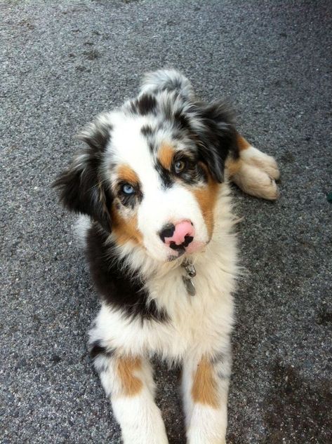 Aussie Retriever, Aussie Puppies, Psy I Szczenięta, Gi Tract, Super Cute Puppies, Care Care, Australian Shepherd Dogs, Really Cute Dogs, Baby Animals Pictures