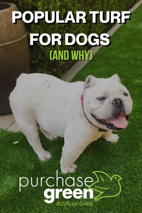 Dog standing on nice Purchase Green artificial turf. Caption is popular turf for dogs Artificial Turf For Dogs, Turf For Dogs, Pet Turf, Tree Fort, Product Research, Artificial Turf, Artificial Grass, Grasses, How To Know