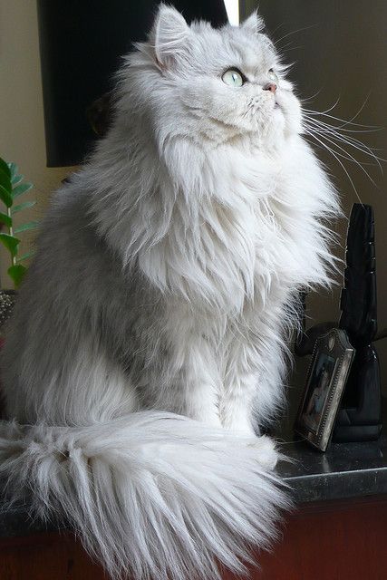 Fluffy White Cat, Flat Face, Haiwan Lucu, Söt Katt, Long Haired Cats, Fluffy Coat, Image Chat, Gorgeous Cats, Cat Breed