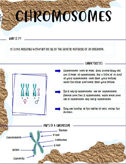 About chromosomes. Chromosomes Notes, Reviewer Notes Ideas, Chromosome Structure, Animal Cells, Note Ideas, Cell Model, Cell Cycle, Animal Cell, Notes Ideas