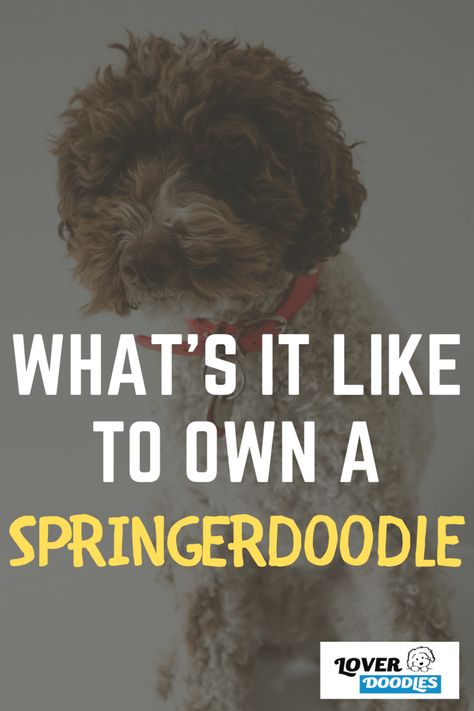 Springer Doodle, Sproodle Puppies, Doodle Dog Breeds, Puppy Facts, Doodle Dogs, Dog Cuddles, Bernedoodle Puppy, Grooming Style, Doodle Puppy