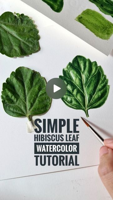 🖌WATERCOLOR BLOG#1🖌 on Instagram: "Do you like this tutorial? Helpful? Write YES/NO below👇 Artist @artbyavantika Dm us to be featured. #watercolor #tutorial #leaf #botanical #botanicalart #botanicalwatercolor #illustration #watercolorflowers" Botanical Illustration Tutorial, Botanical Watercolor Painting, Hibiscus Leaves, Watercolor Blog, Watercolor Tutorial, Watercolor Video, Leaf Illustration, Watercolor Lessons, Watercolor Flower Art