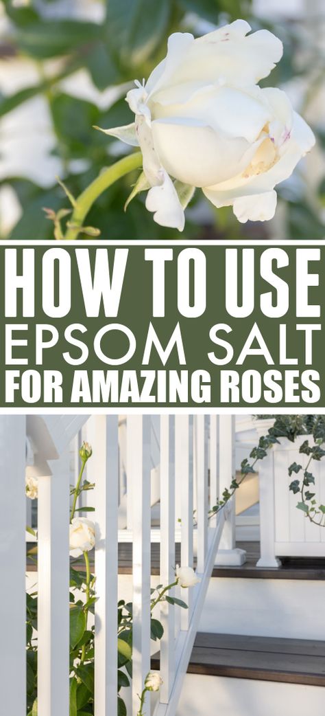 Epsom Salt For Roses, Caring For Roses, Epsom Salt For Plants, Epsom Salt Garden, Roses Garden Care, Rose Bush Care, Rose Plant Care, Epson Salt, Knockout Roses