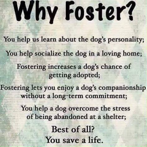 fostering Foster Dog Quotes, Rescue Dog Quotes, Animal Rescue Quotes, Rescue Quotes, Animal Rescue Ideas, Foster Puppies, Foster Animals, Dog Personality, Foster Dog