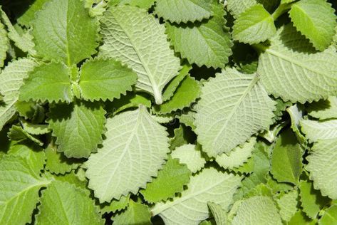 Pile of fresh oregano leaves, ready to be dehydrated in the sun royalty free stock photo Oregano Leaves, Leaf Images, Fresh Oregano, Oregano, The Sun, Royalty Free Stock Photos, Royalty, Royalty Free, Stock Images