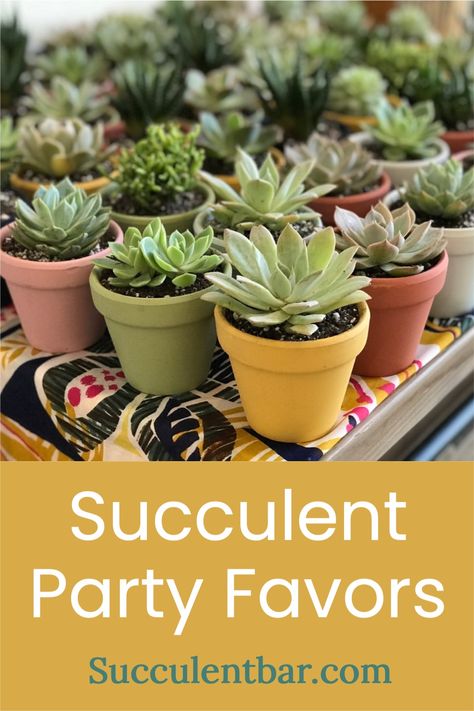 Potted small succulents in painted pots for take home party favors! Select the Succulent Bar package that best suits your event! Succulent Bar, Succulent Party, Succulent Party Favors, Unique Teacher Appreciation Gifts, Succulent Theme, Succulent Wedding Favors, Succulent Favors, Plant Party, Party Giveaways