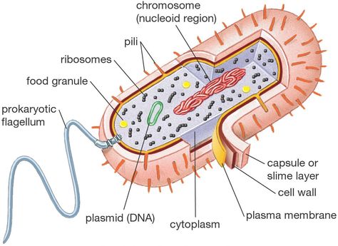 Biology 101: Cells Prokaryotic Cell Model, Plant Cell Diagram, Cell Diagram, Prokaryotic Cell, Cell Theory, Science Cells, Cells Worksheet, Plant And Animal Cells, Cells Project