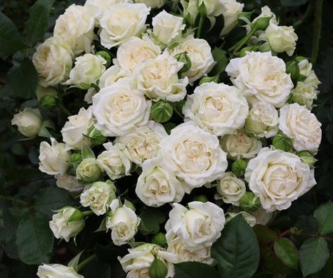 Spray Rose Collection — Eufloria Flowers Spray Roses Bouquet, White Spray Roses, September Flowers, Valentine Bouquet, Fragrant Roses, Wedding Flower Inspiration, White Wedding Flowers, Spray Roses, White Gardens