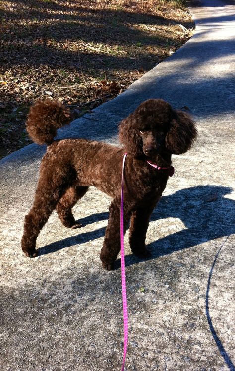 Black Poodles Miniature, Toy Poodle Puppy Cut, Chocolate Toy Poodle, Poodle Puppy Cut, Cosmo Hair, Brown Toy Poodle, Douglas Dog, Toy Poodle Haircut, Chocolate Poodle