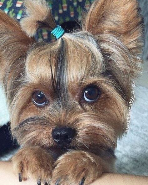 13 Cute Yorkie Poo Haircut Ideas - All The Different Types and Styles Yorkie Poo Haircut, Yorkie Puppy Haircuts, Chien Yorkshire Terrier, Yorkie Haircuts, Biewer Yorkie, Teacup Yorkie Puppy, Cele Mai Drăguțe Animale, Puppy Cut, Yorkie Terrier