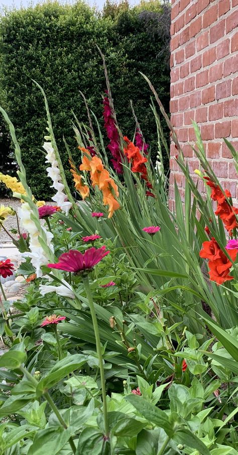 Gladiolus Landscaping Ideas, Gladiolus Garden Design, Gladiolus Flower Garden Ideas, Gladiolus Garden, 2023 Tattoo, Gladiolus Bulbs, Poppy Garden, Gladiolus Flower, Dream Landscape