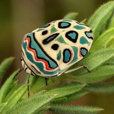 Top 10 Most Beautiful Insects in the World | HubPages Picasso Bug, Beautiful Insects, Cool Insects, Alaskan Husky, Insect Photography, Cool Bugs, Animals Pictures, Beautiful Bugs, Creepy Crawlies