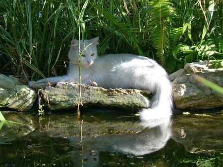 White Cat, Forest, Tumblr, Water, White