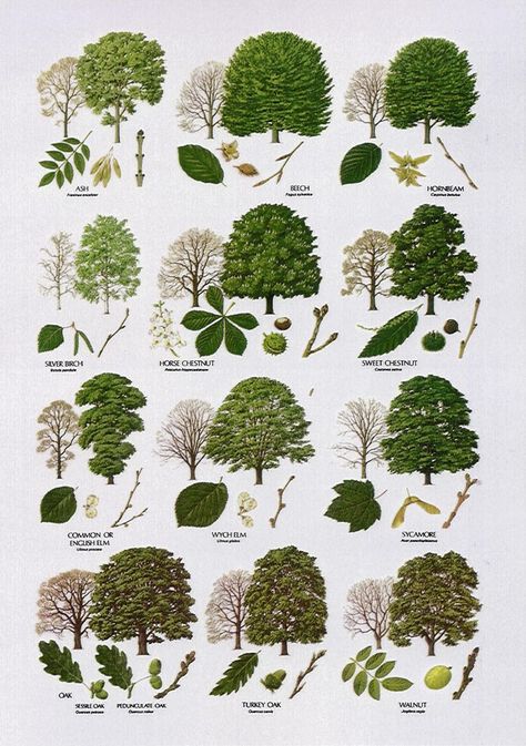 british trees SHAPES | Native Trees - Broad Leaved | Dendrology | Pinterest | Charts, Search ... European Trees, Tree Leaf Identification, Leaves Name, Leaf Identification, 숲 사진, Types Of Trees, Tree Id, Tree Identification, Plant Identification