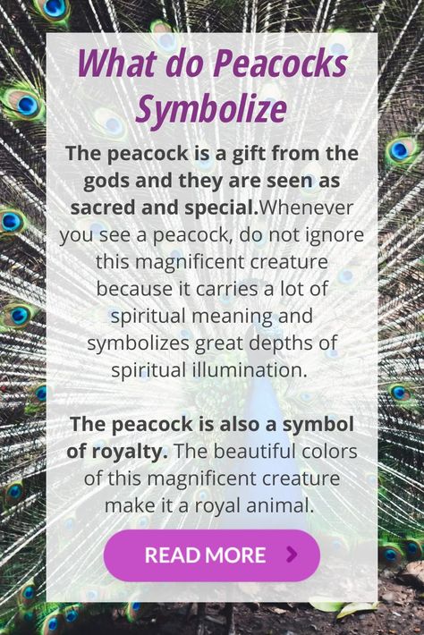 What is the peacocks spiritual meaning and what do peacocks symbolize in spiritual world. The symbolism and superstitions for your life. Animal Totem Spirit Guides, Every Witch Way, Royal Animals, Animal Meanings, Spirit Animal Totem, Spiritual World, Spiritual Animal, Animal Spirit Guides, Animal Symbolism