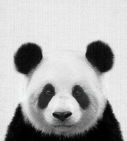 Manga Tokyo Ghoul, Panda Tattoo, Panda Art, Panda Love, Baby Panda, Art Tutorial, Cute Panda, White Photo, Black And White Photographs