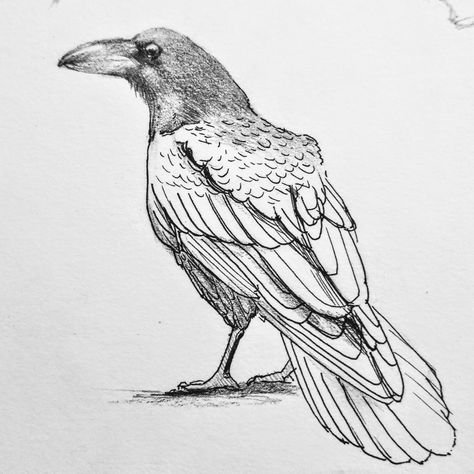 Sketch of a crow half pencil half ink pen Crow Drawing, Bird Carving Patterns, Rabe Tattoo, Crows Drawing, Crow Painting, Raven Bird, Bird Sketch, Animal Illustration Art, Crow Art