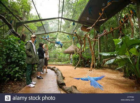 Walk through Parrot aviary in Parque das Aves or Bird Park Stock Photo: 49338154 - Alamy Backyard Aviary Ideas, Walk In Bird Aviary, Bird Aviary Ideas, Bird Aviary Ideas Outdoor, Aviary Ideas Outdoor, Large Aviary, Macaw Aviary, Outdoor Bird Aviary, Bird Enclosure