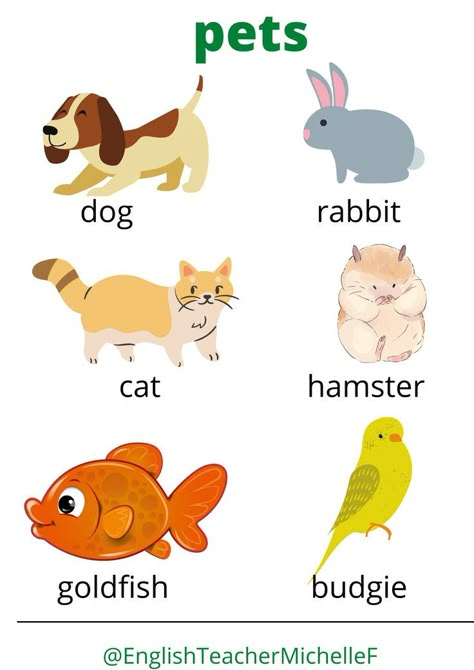 The English words for some popular children's pets, with pictures. A fun reference guide for young EFL or ESL students. Includes the words: budgie, cat, dog, rabbit, hamster and goldfish. Pet Animals Chart For Kids, Puppy Party Theme, Animal Pictures For Kids, Farm Animals Preschool, American Words, Animal Activities For Kids, Teacher Cartoon, English Phrases Sentences, Preschool Tracing