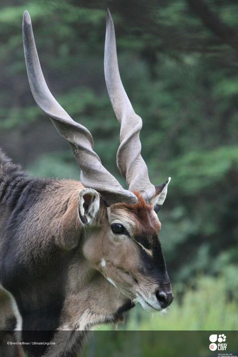 © Brent Huffman / UltimateUngulate Animal Horns, Antelope Horns, Animals With Horns, Regard Animal, Photo Animaliere, Unusual Animals, Rare Animals, Majestic Animals, African Wildlife