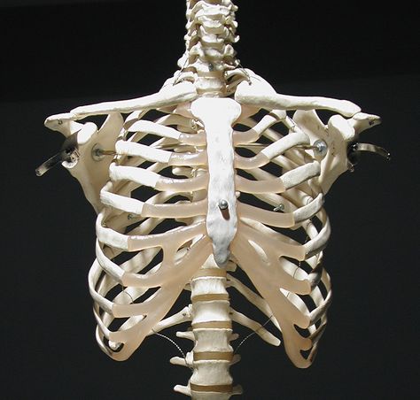 Human rib cage, front view Ribs Human Skeleton, Ribs Skeleton Png, Cage Reference Drawing, Ribs Of Human, Ribs Reference Drawing, Human Rib Cage Anatomy, Rip Cage Anatomy, Ribs Sculpture, Rib Cage Sculpture